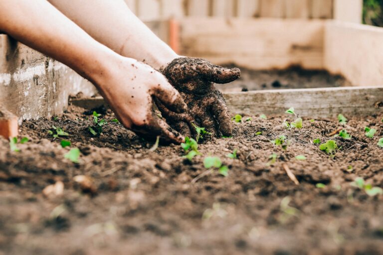 découvrez des conseils de jardinage et des techniques de jardinage pour embellir votre espace vert avec notre guide complet sur le jardinage.