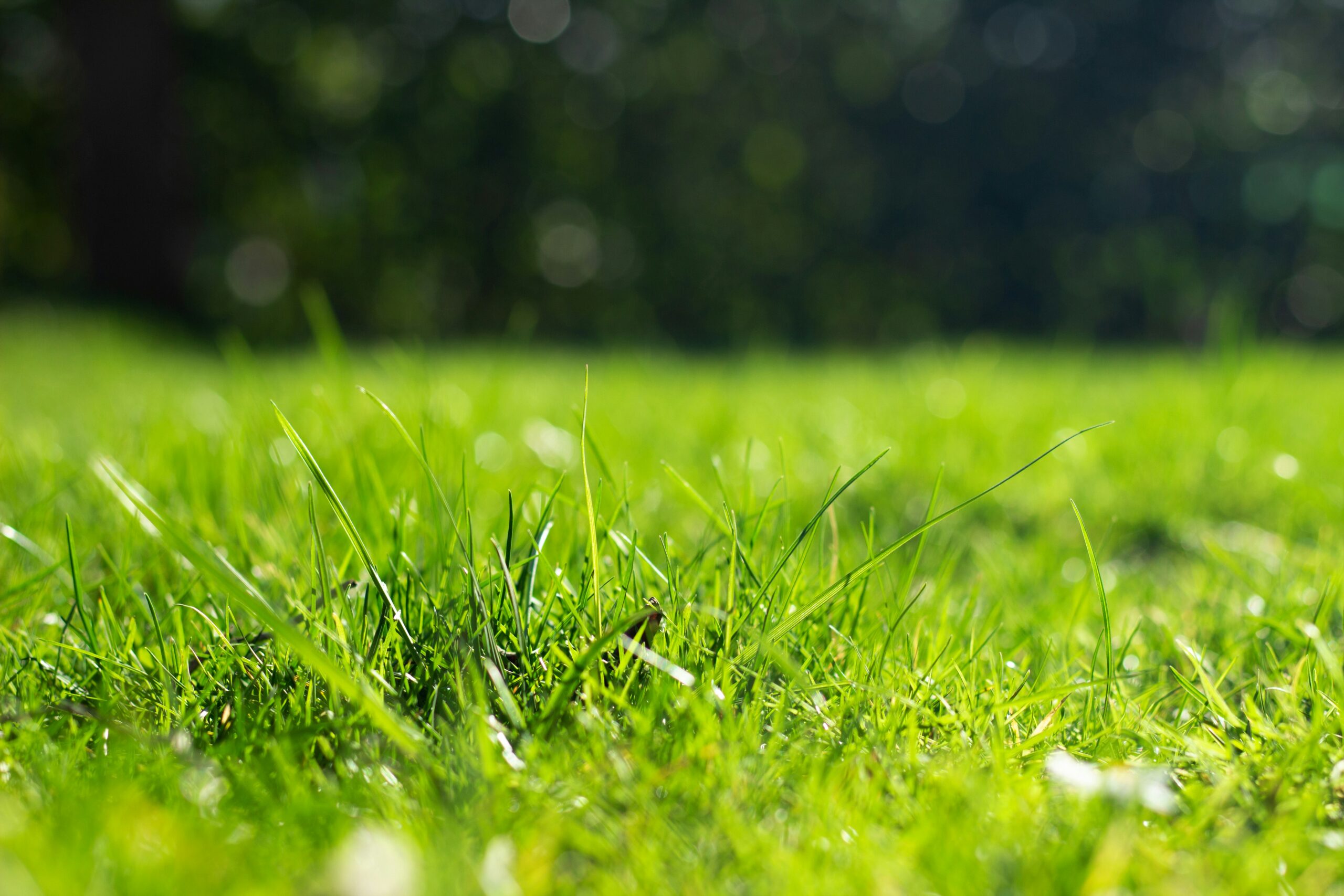 service d'entretien de pelouse professionnel pour un jardin verdoyant toute l'année. découvrez nos solutions pour une pelouse impeccable.