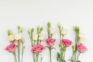 découvrez la beauté éclatante des lisianthus : une fleur élégante et raffinée, parfaite pour égayer vos bouquets et vos jardins.
