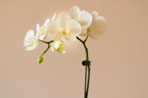découvrez la beauté envoûtante des orchidées avec notre sélection de fleurs exotiques et de plantes rares. explorez notre collection pour trouver l'orchidée parfaite pour votre intérieur.