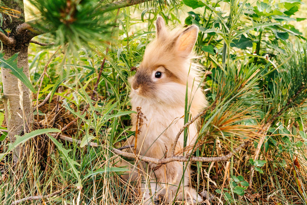 Animaux de compagnie, un lapin dans votre jardin